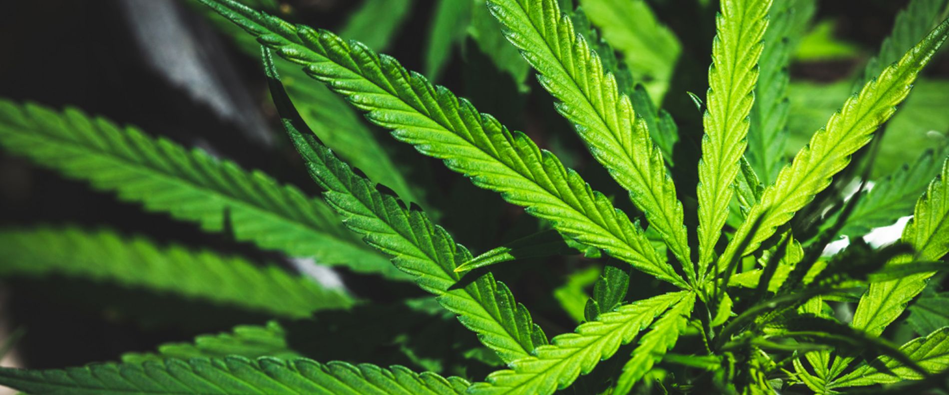 Wie gefährlich ist Cannabis wirklich? thumbnail
